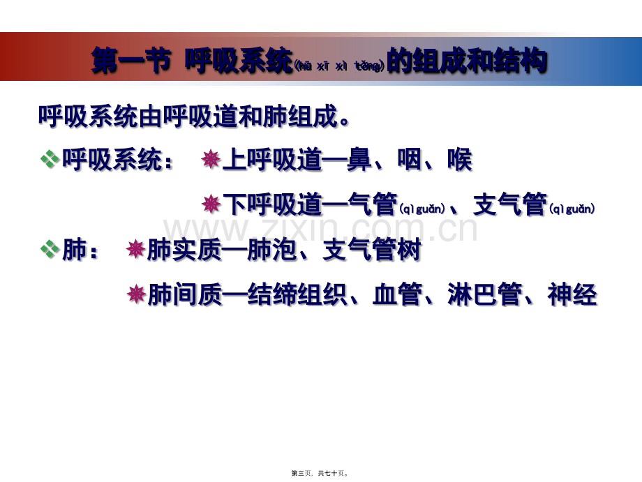 第七章-呼吸系统的结构与功能分解.ppt_第3页