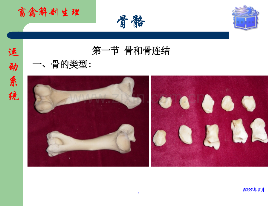 畜禽解剖生理第二章运动系统(骨骼).ppt_第2页