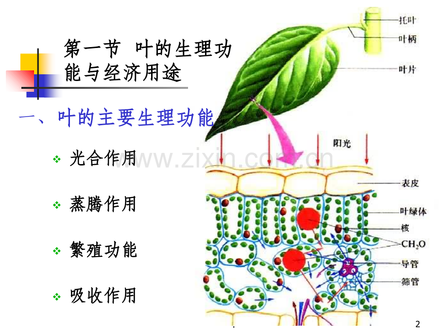 被子植物叶的形态结构和功能.ppt_第2页