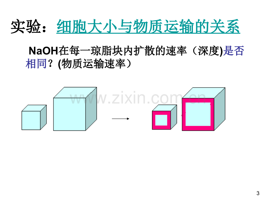 细胞大小与物质运输的关系.ppt_第3页