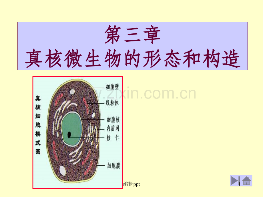 基础微生物学课件1酵母菌.ppt_第1页