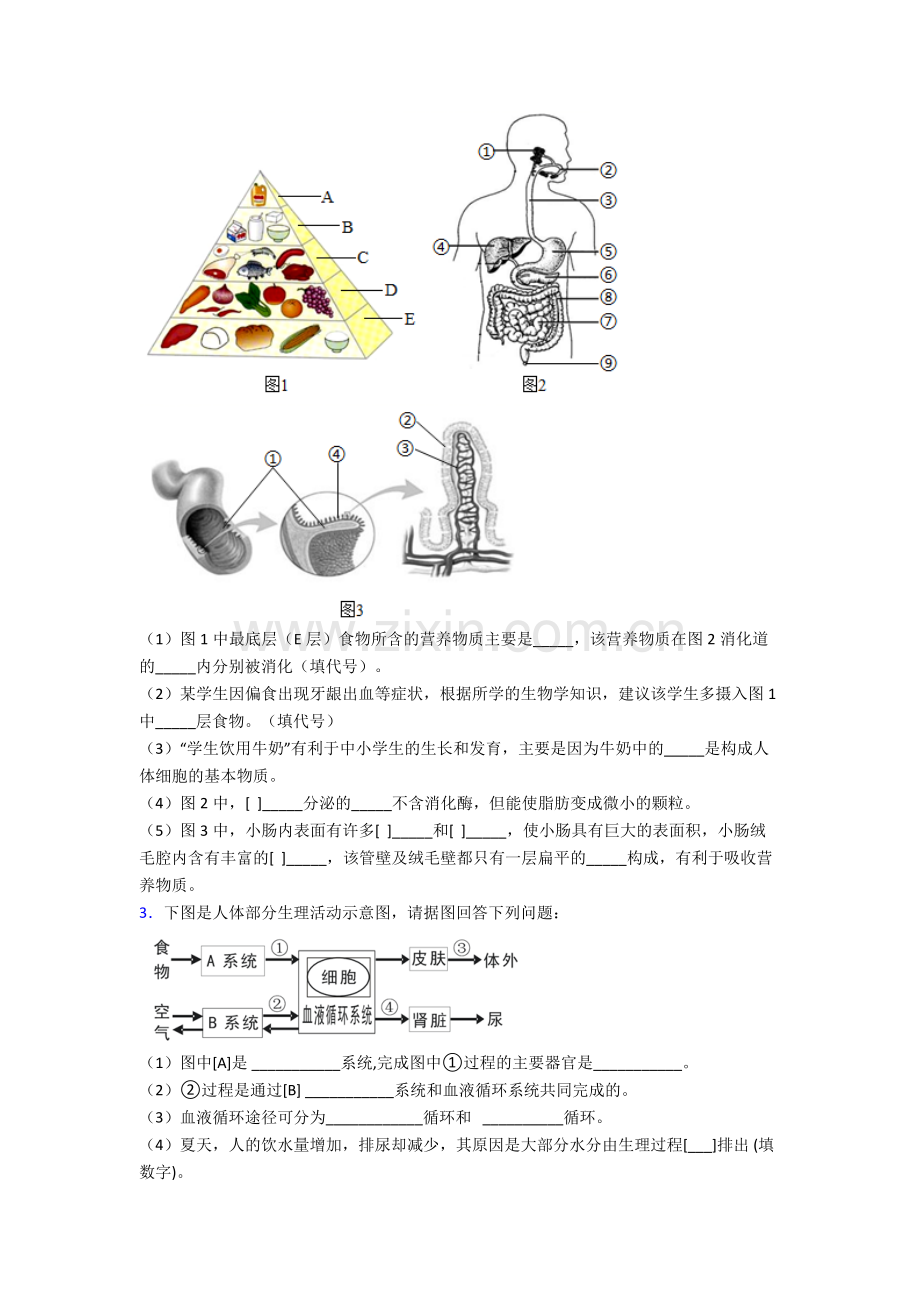 人教七年级下册生物期末解答实验探究大题综合复习卷含答案.doc_第2页