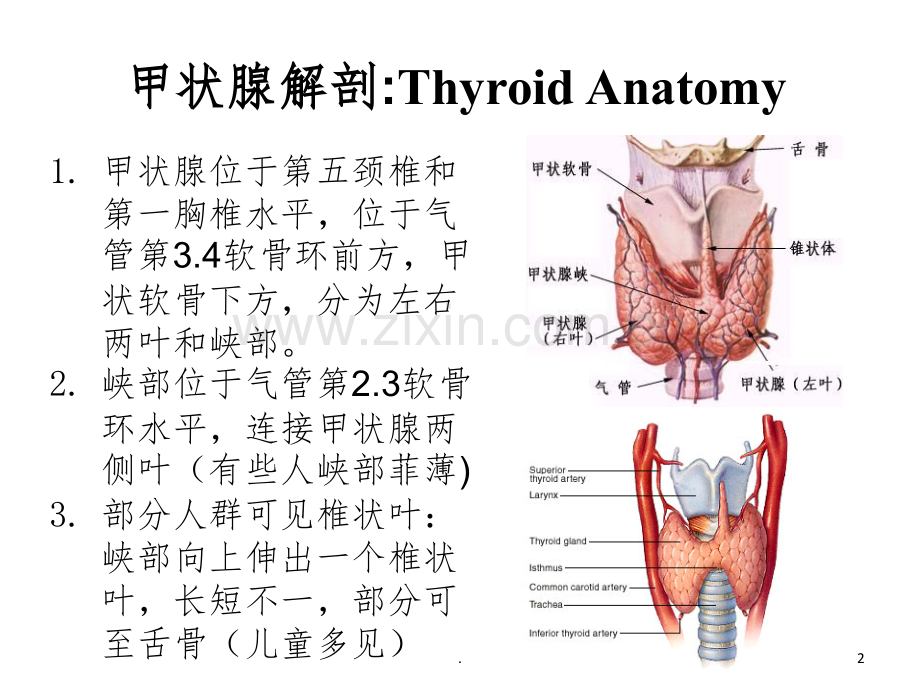 甲状腺结节的超声规范化诊断.ppt_第2页