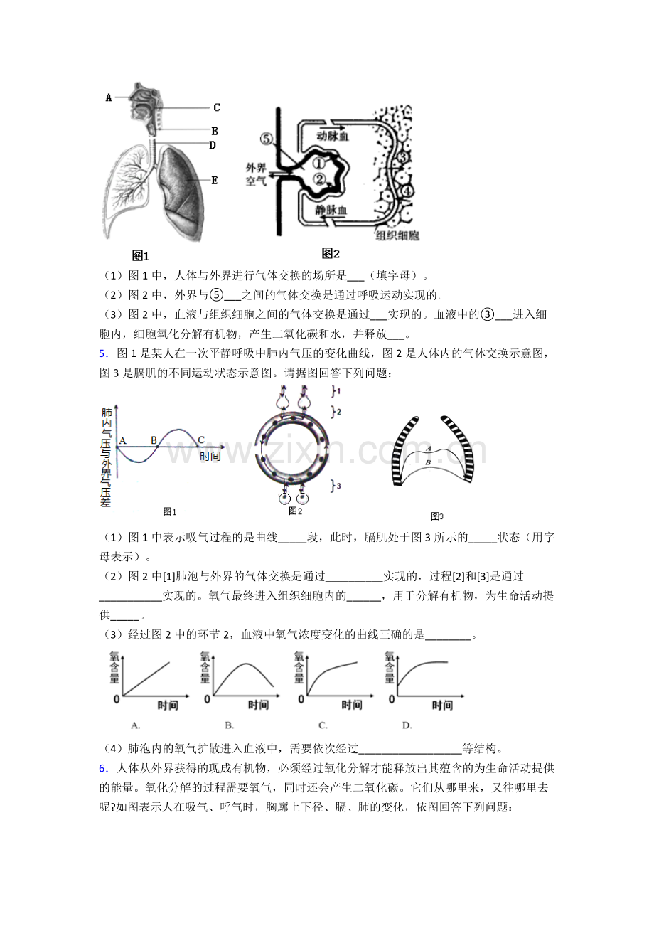 人教版中学七年级生物下册期末解答实验探究大题考试题(附解析).doc_第3页