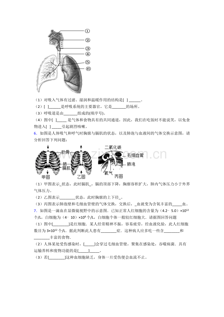 2023年人教版初一下册生物期末解答实验探究大题综合复习卷及解析.doc_第3页