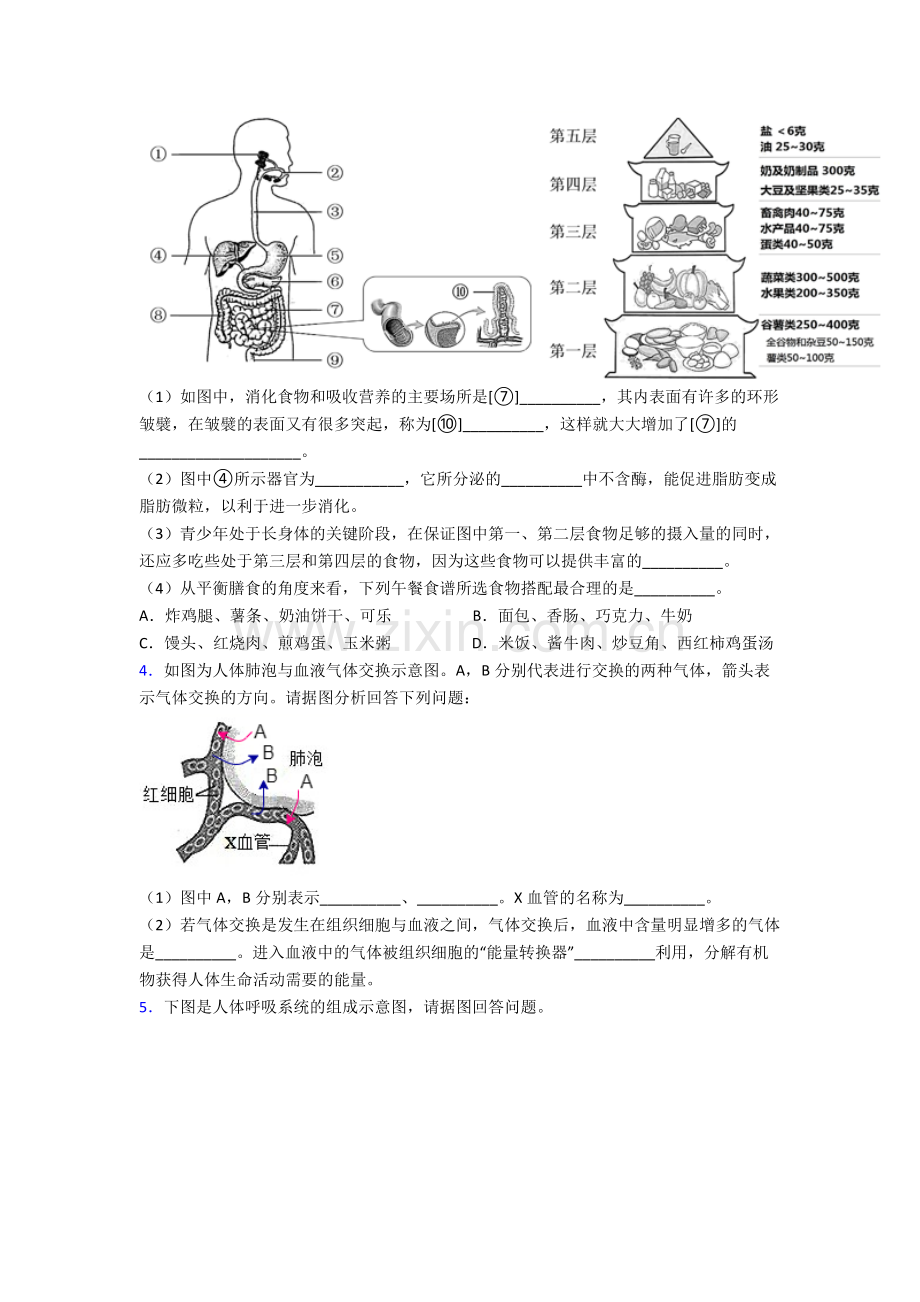 2023年人教版中学初一下册生物期末解答实验探究大题质量监测试卷(及答案)大全.doc_第2页