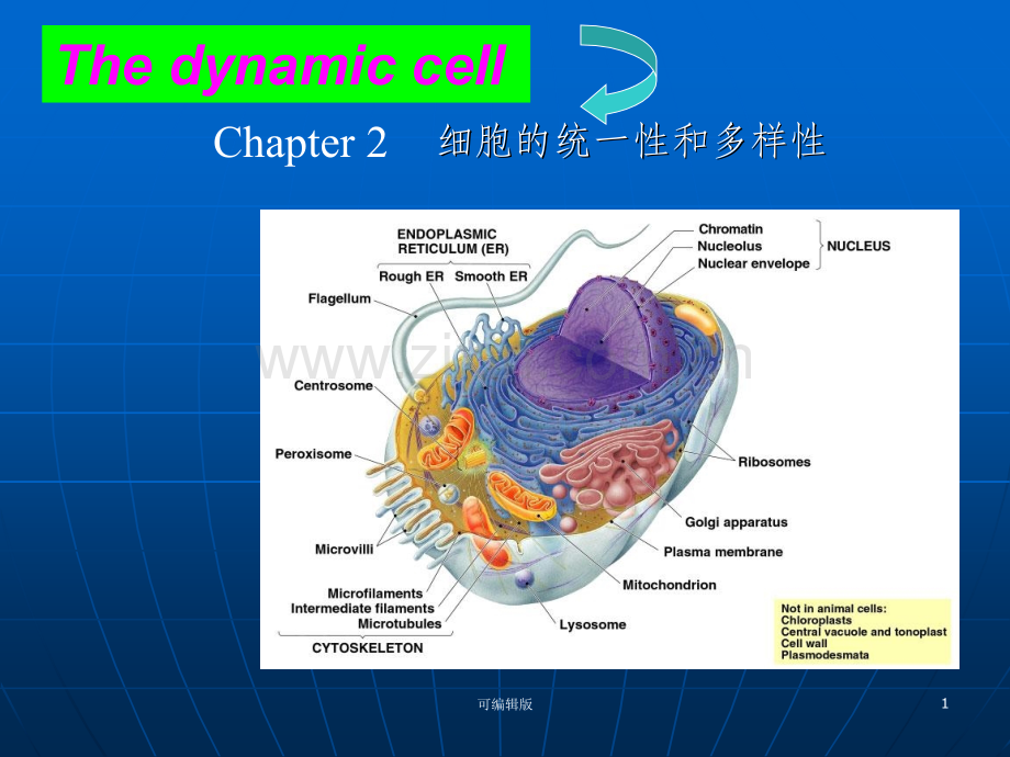 细胞的统一性和多样性.ppt_第1页