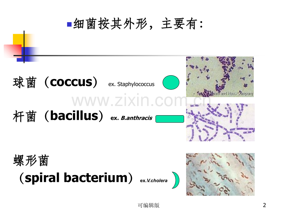 细菌的形态与结构(13).ppt_第2页