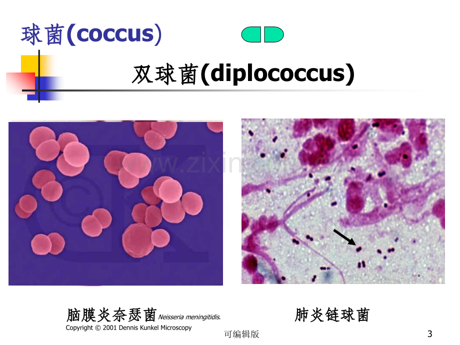 细菌的形态与结构(13).ppt_第3页