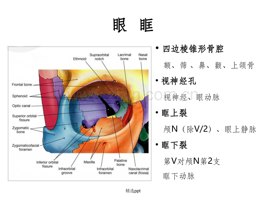 眼部解剖与影像学诊断.ppt_第3页