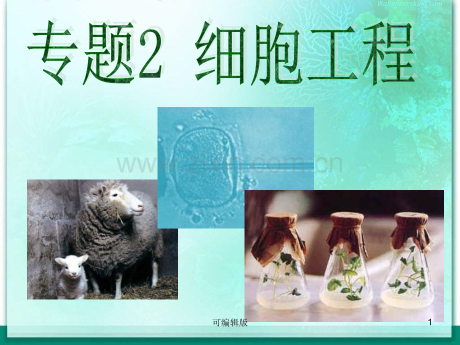 细胞工程植物细胞工程的基本技术第二章第一节.ppt_第1页