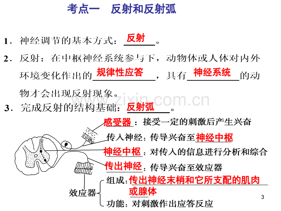 一轮复习人和高等动物的神经调节.ppt_第3页