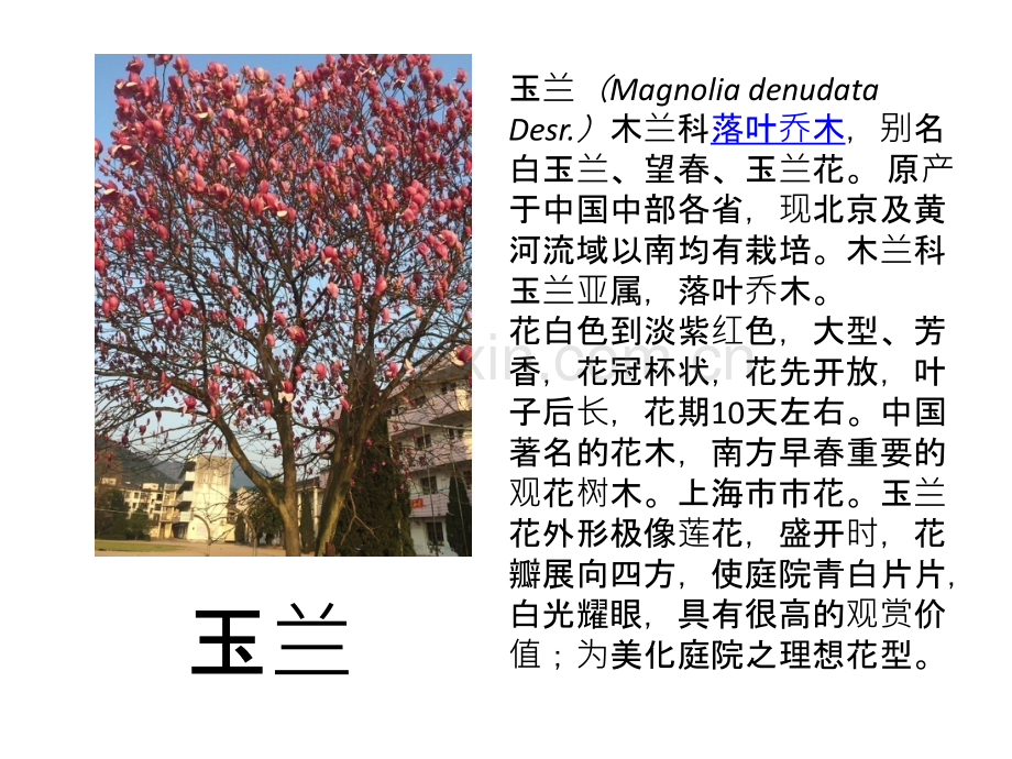 校园里常见的植物.ppt_第3页