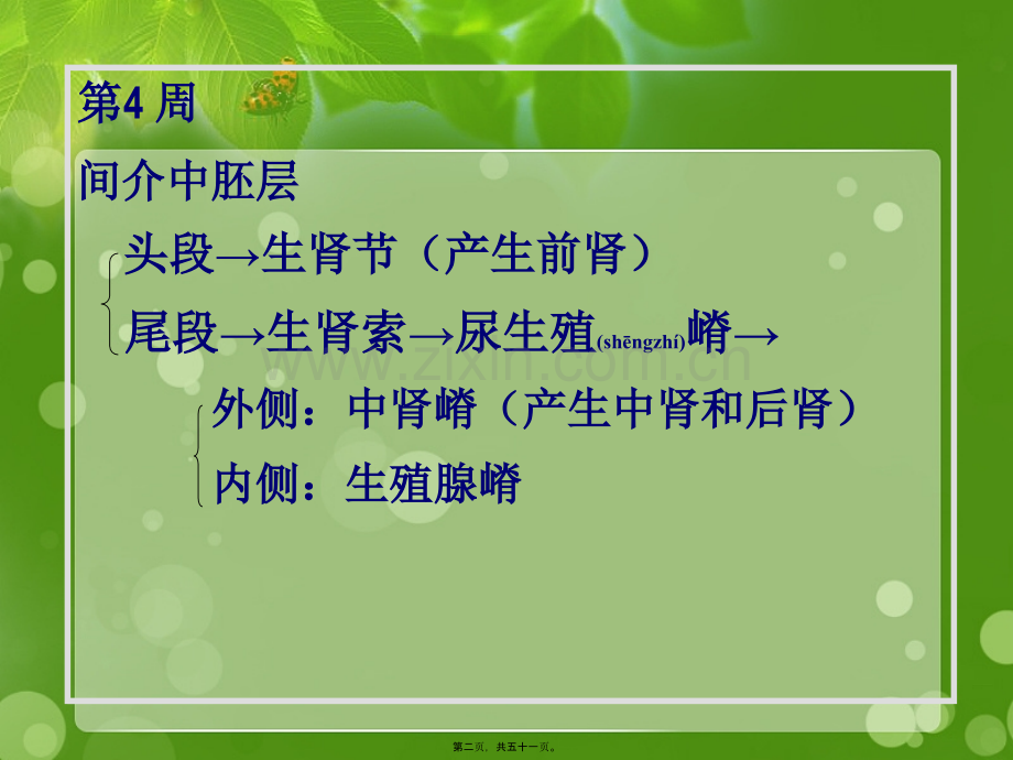 泌尿系统和生殖系统.ppt_第2页