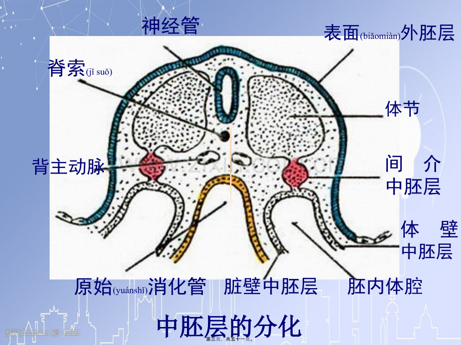 泌尿系统和生殖系统.ppt_第3页