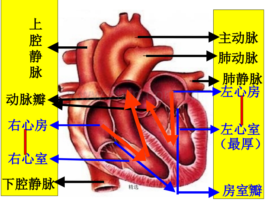 七下生物-心脏及血液循环.ppt_第2页