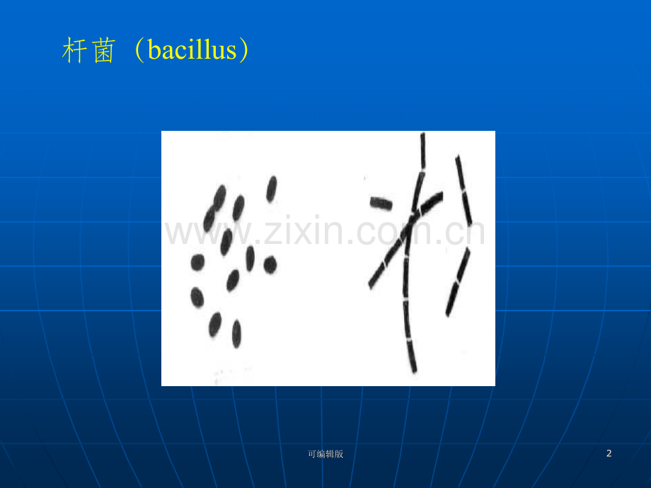 细菌的形态结构实验.ppt_第2页