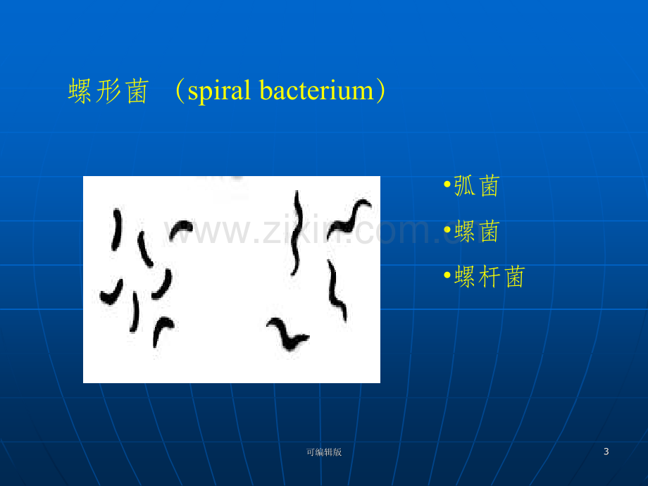 细菌的形态结构实验.ppt_第3页