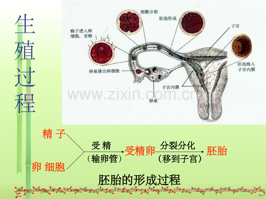 人教版生物七年级下册第一章人的由来.ppt_第3页