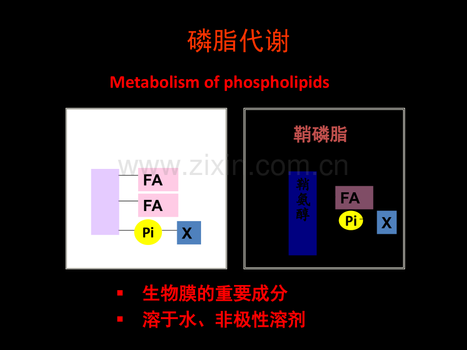 磷脂的合成与分解.ppt_第1页