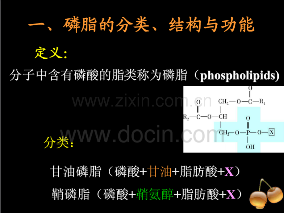 磷脂的合成与分解.ppt_第2页