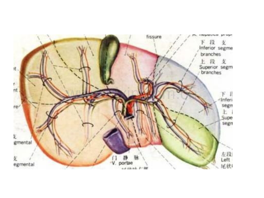 肝的血液循环.ppt_第1页