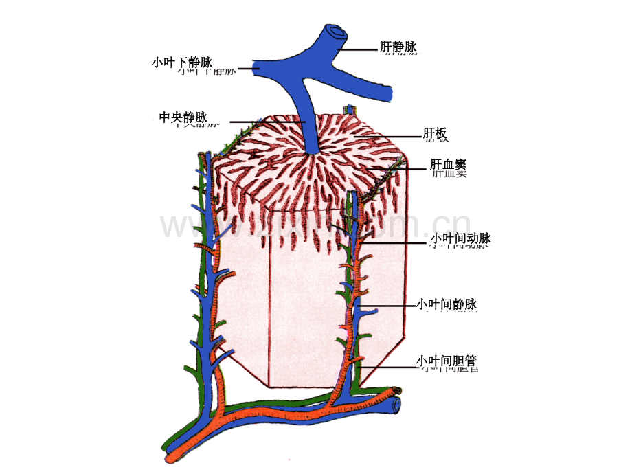 肝的血液循环.ppt_第2页