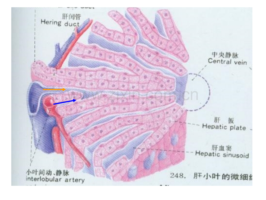 肝的血液循环.ppt_第3页