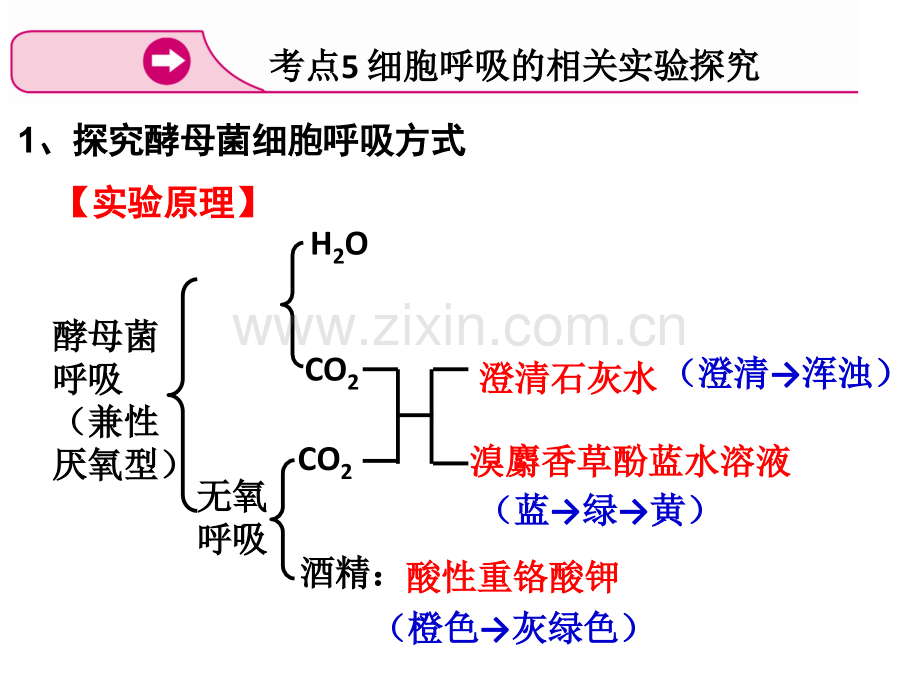 探究酵母菌细胞呼吸的方式实验.ppt_第1页