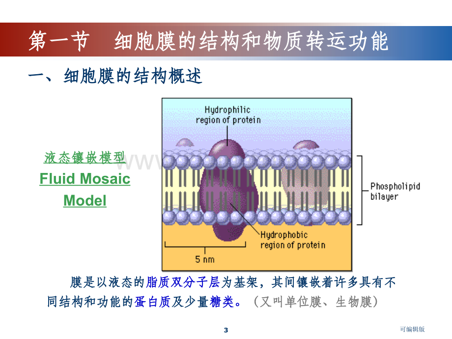 细胞的基本结构和跨膜转运.ppt_第3页