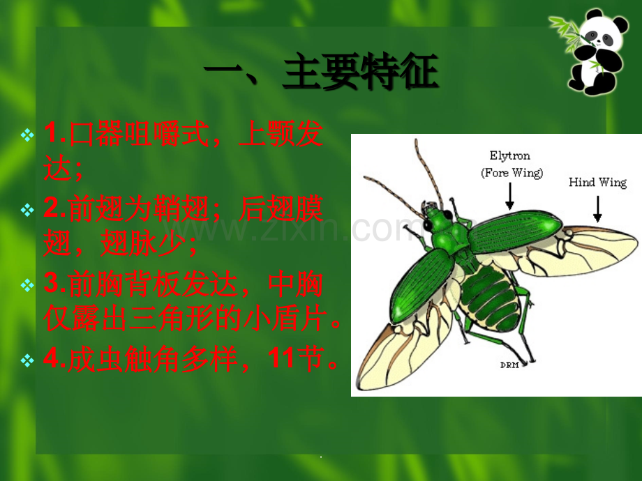 昆虫的分类-鞘翅目.ppt_第2页