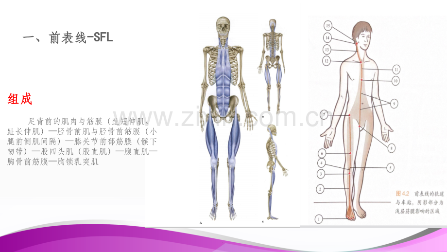 人体肌筋膜链.ppt_第3页