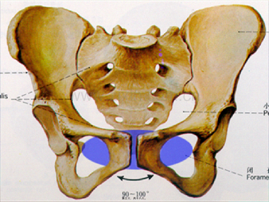 女性骨盆是产道的重要组成部分-.ppt_第3页