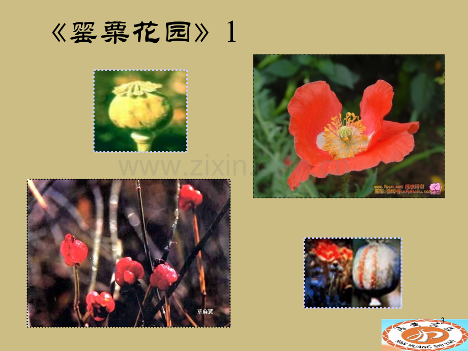 小学生毒品预防教育7.ppt_第3页