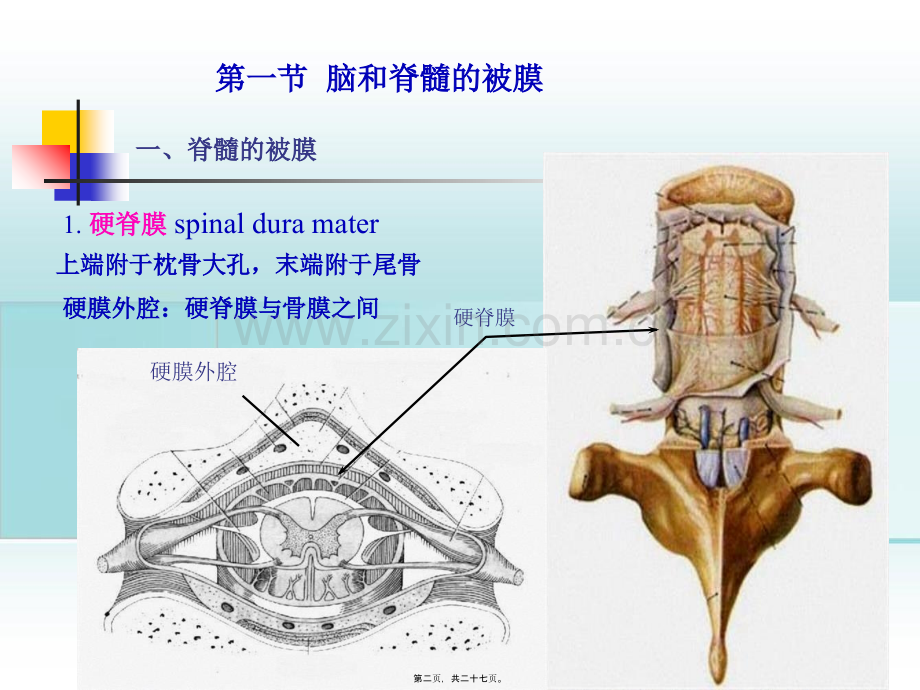 6-脑和脊髓的被膜、血管及脑脊液.pptx_第1页