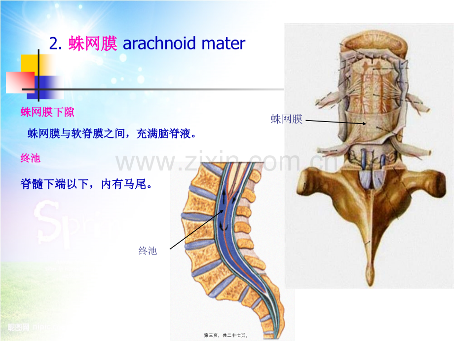 6-脑和脊髓的被膜、血管及脑脊液.pptx_第2页