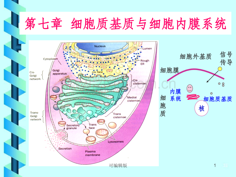 细胞质基质与细胞内膜系统(3).ppt_第1页