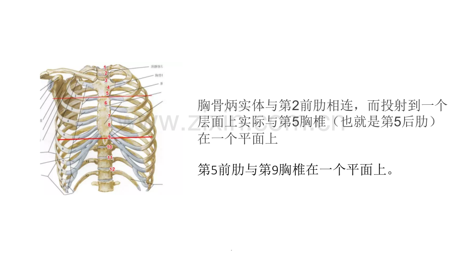 胸腔积液定量.ppt_第2页