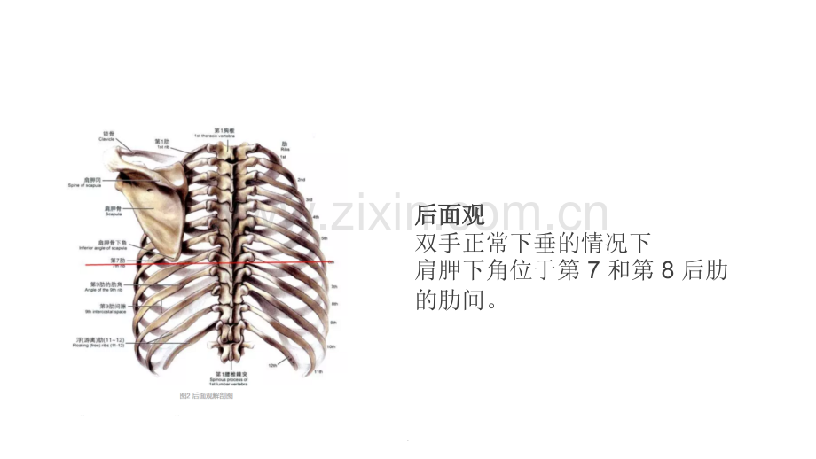 胸腔积液定量.ppt_第3页