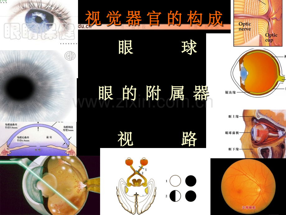 角膜解剖结构.ppt_第1页