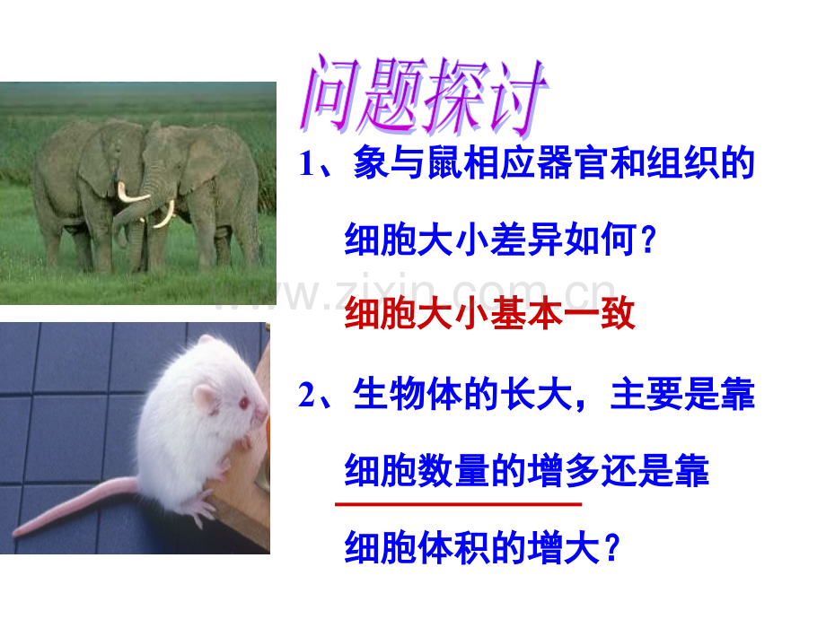 细胞的增殖公开课课件.ppt_第3页