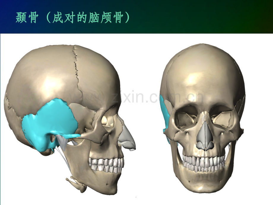 颅骨3D解剖.ppt_第2页