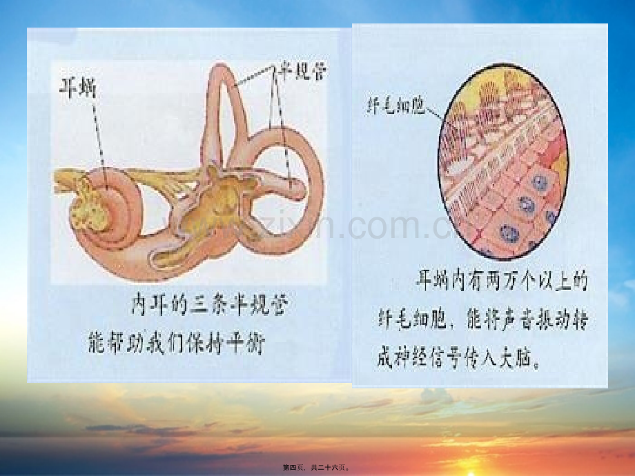 关于耳朵-(2).pptx_第3页