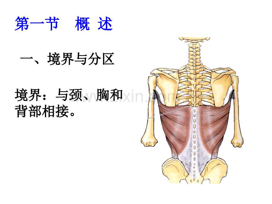 局部解剖学-上肢【可编辑的PPT文档】.ppt_第3页