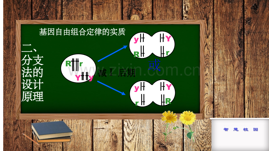 分支法解遗传题.ppt_第3页