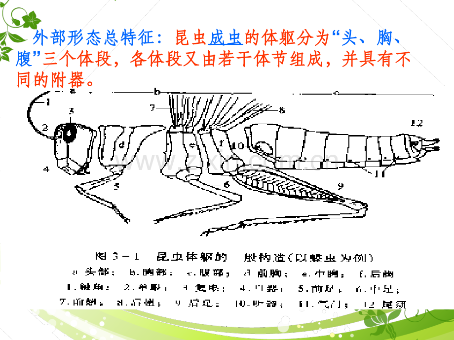 第一章第一节昆虫的外部形态(头部).ppt_第2页