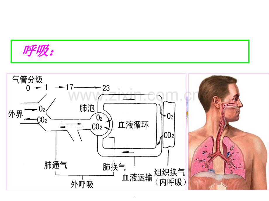 概-述-呼吸：机体与外界环境之间的气体交换过程.ppt_第2页