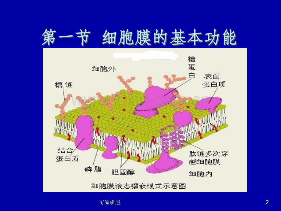 细胞的基本功能(2).ppt_第2页