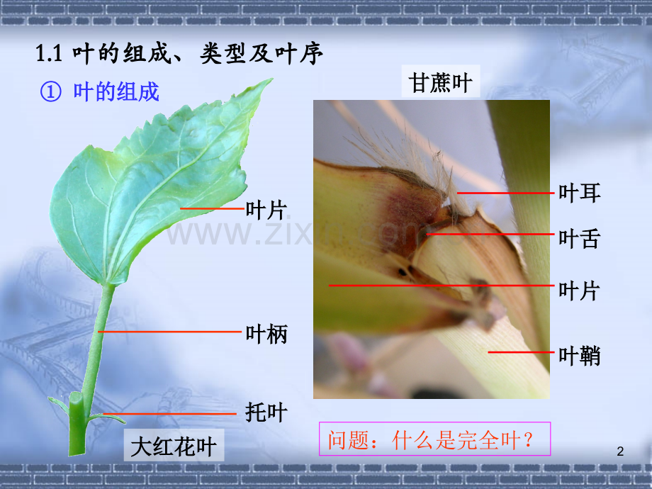 实验叶的形态与结构.ppt_第2页