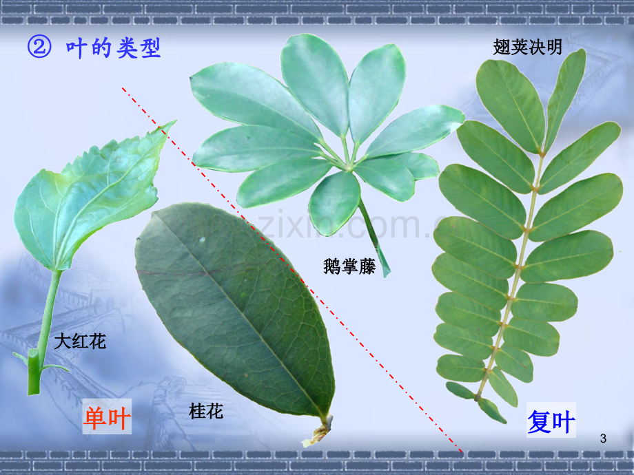 实验叶的形态与结构.ppt_第3页